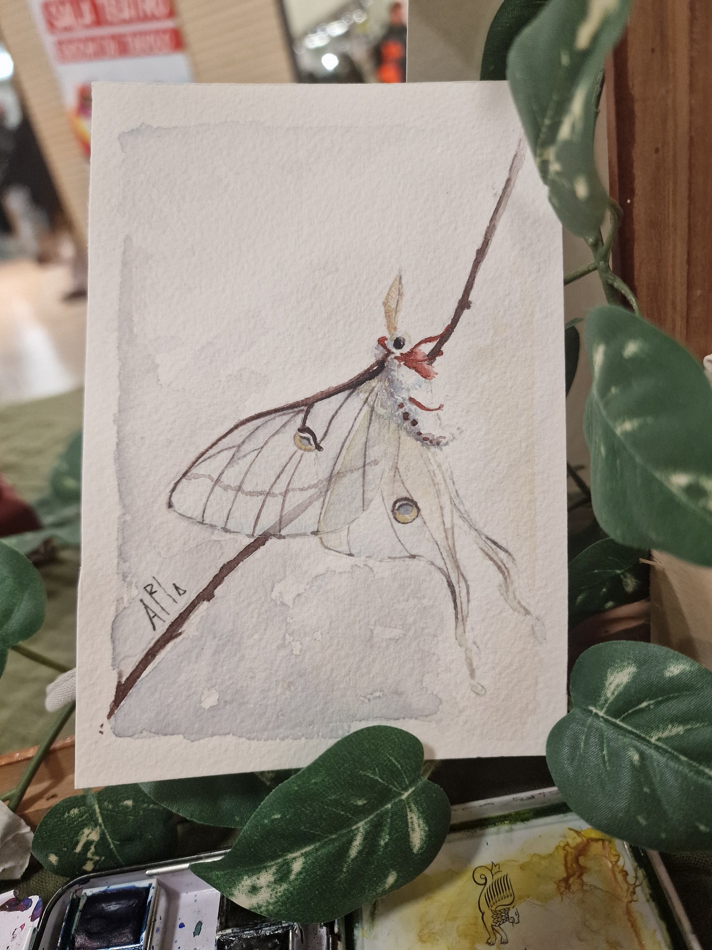 MOTH - Asia Ricciardulli