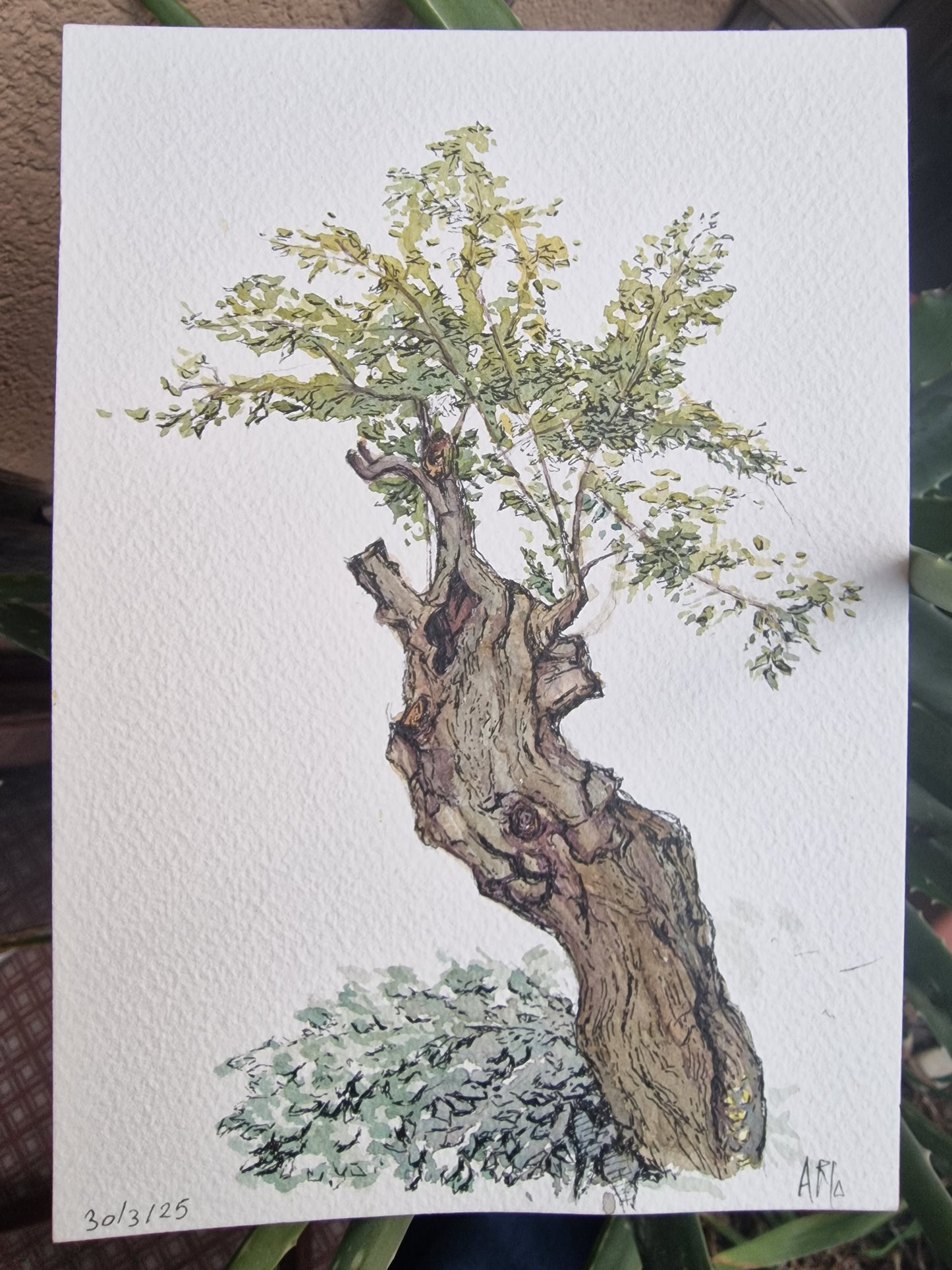 RADICI - Asia Ricciardulli