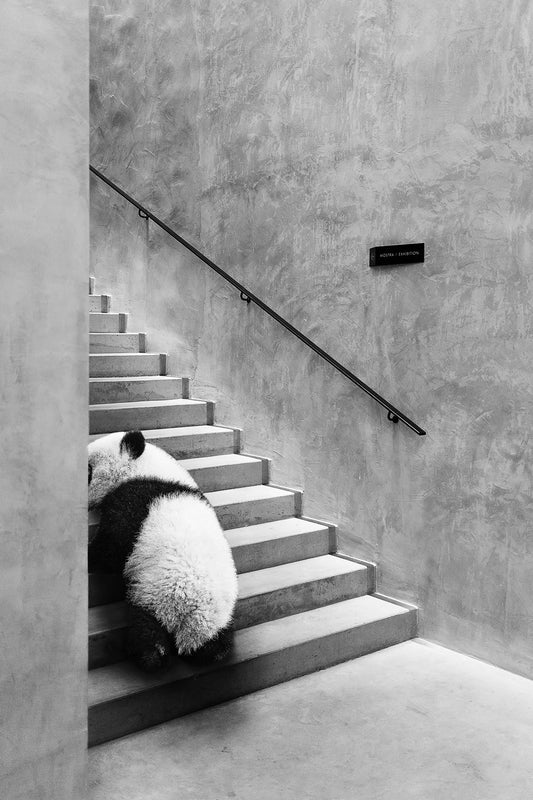 PANDA - Luigi Quarta